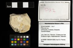 Foto (Objekt + Etiketten) von Pithonoton sp. 